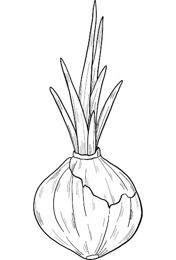 Dibujo de Cebolla Germinada para Colorear