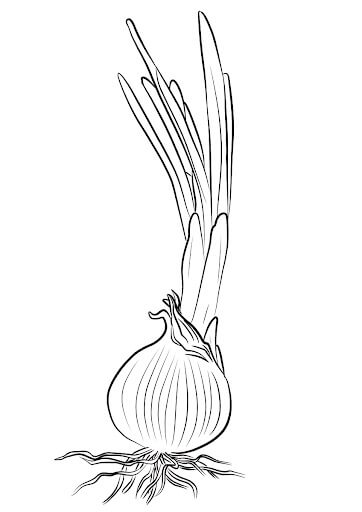 Dibujo de Cebolla Imprimible para Colorear