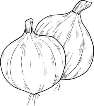 Dibujo de Dos Cebollas para Colorear