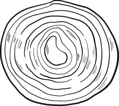 Dibujo de Media Cebolla para Colorear