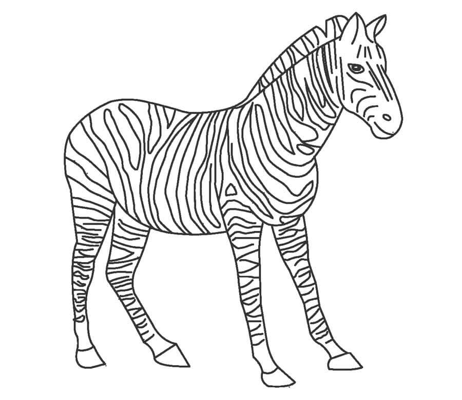 Dibujo de Buena Cebra para Colorear