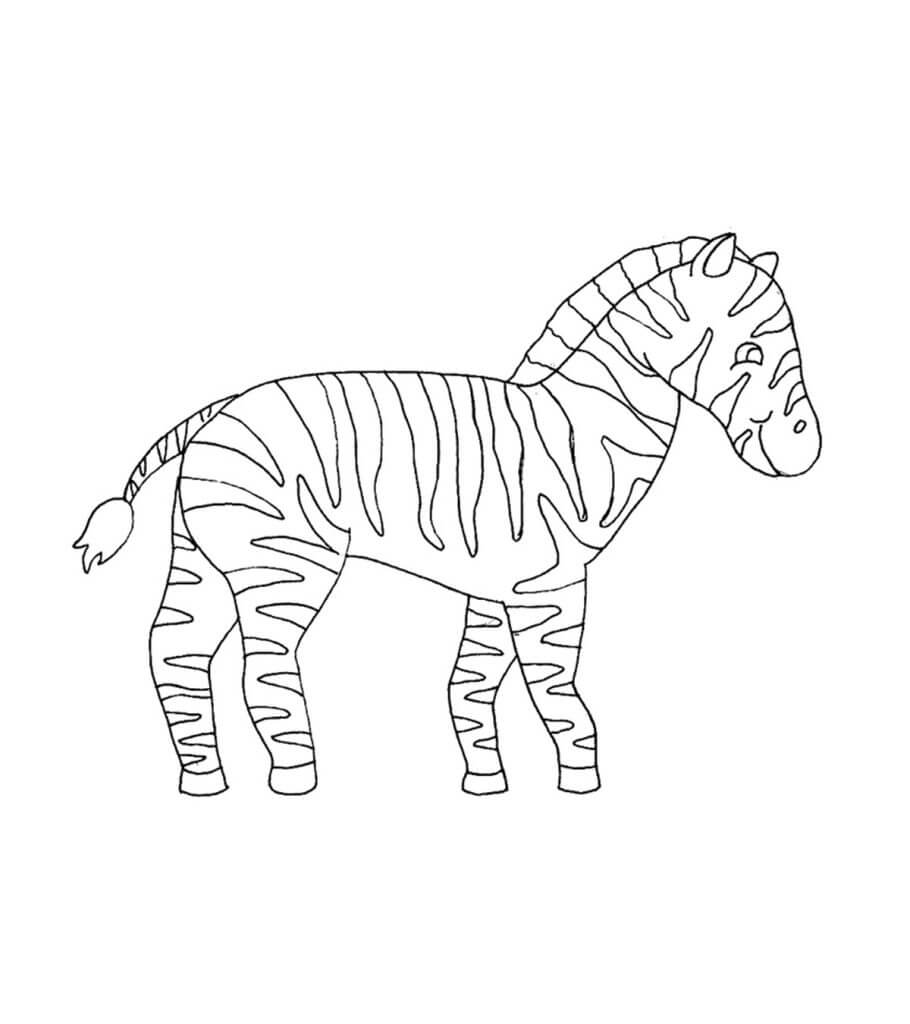 Dibujo de Cebra Normal para Colorear