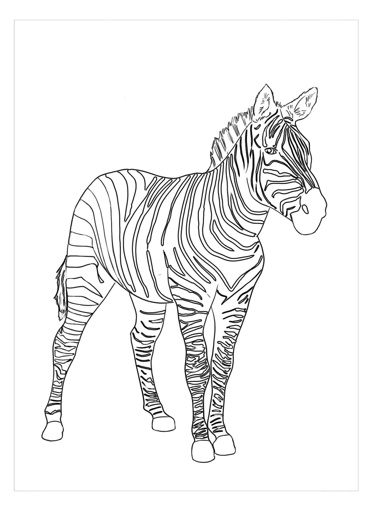 Dibujo de Cebra de las Llanuras para Colorear