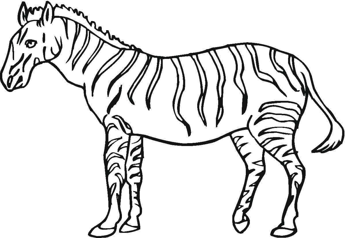 Dibujo de Gran Cebra para Colorear