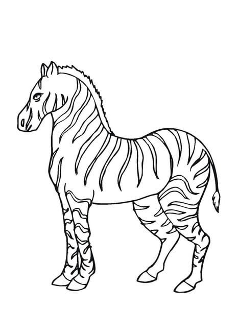 Dibujo de Impresionante Cebra para Colorear
