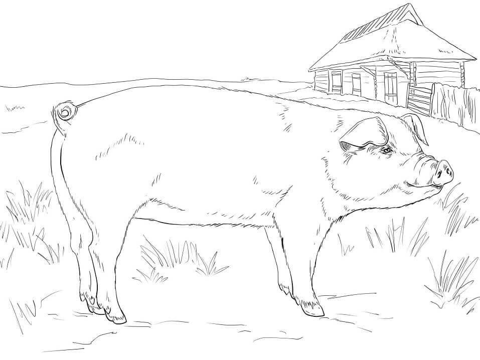 Dibujo de Cerdo Adulto para Colorear