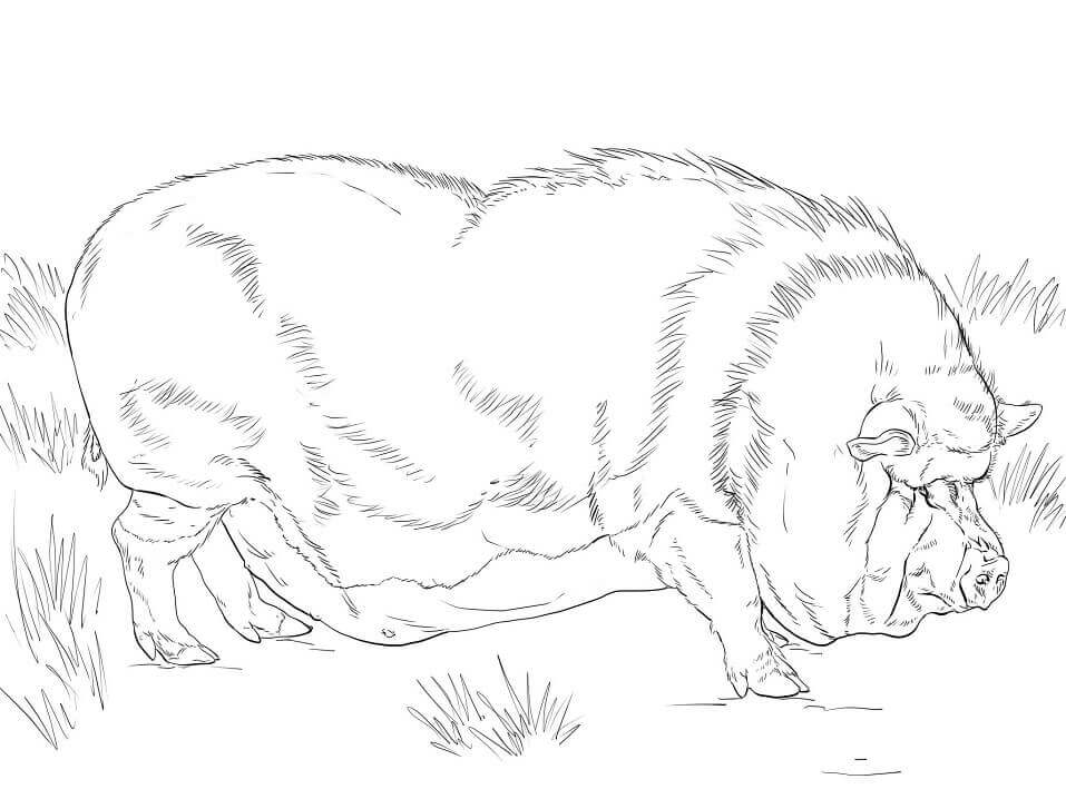 Dibujo de Cerdo Barrign para Colorear