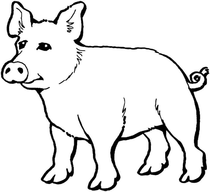Dibujo de Cerdo Normal para Colorear