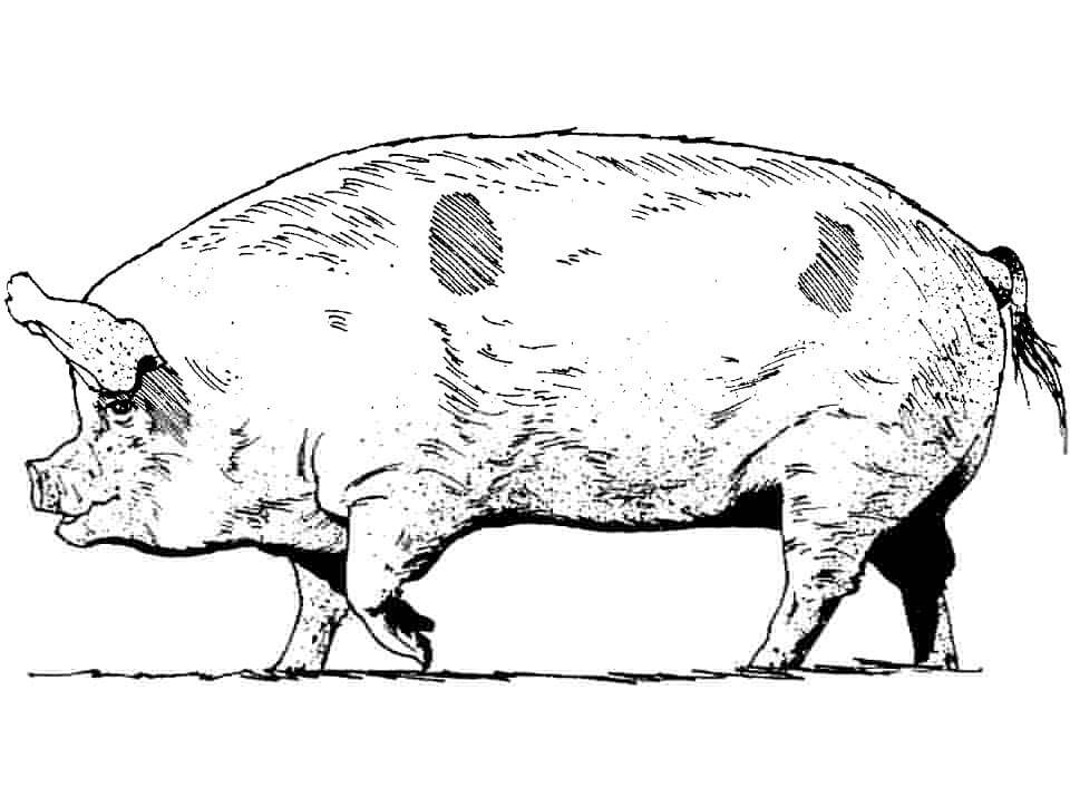 Dibujo de Cerdo Realista para Colorear