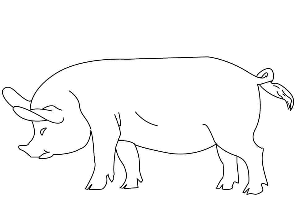 Dibujo de Cerdo Simple para Colorear