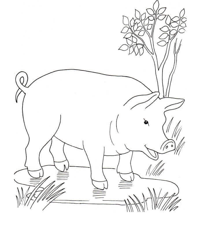 Dibujo de Cerdo en el Charco para Colorear