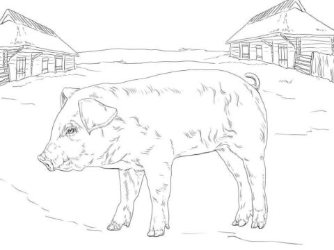 Dibujo de Lechn de Granja para Colorear