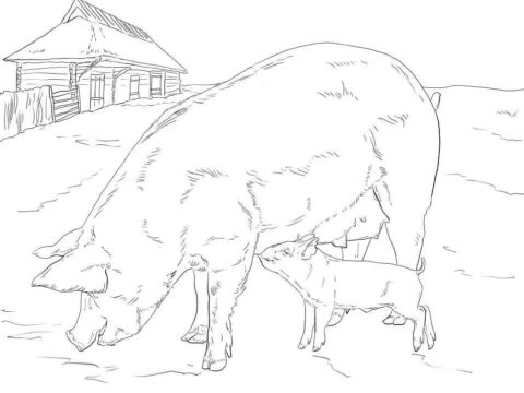 Dibujo de Madre y Beb Cerdo para Colorear