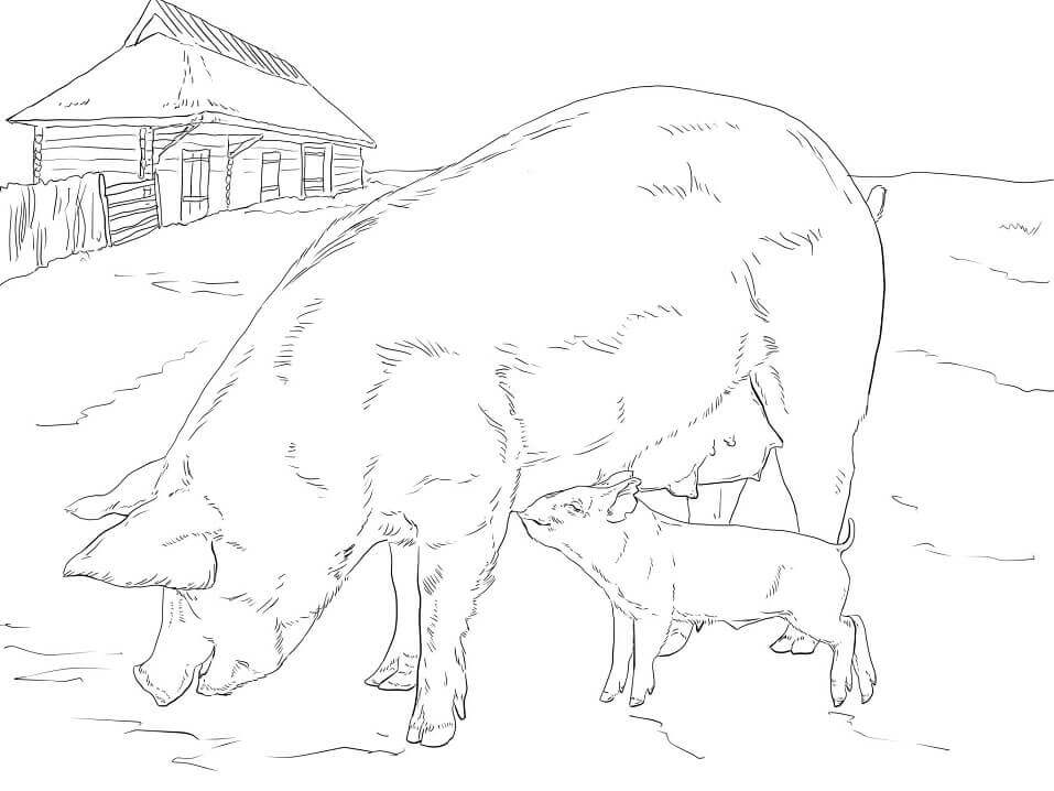 Dibujo de Madre y Beb Cerdo para Colorear