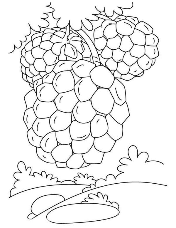 Dibujo de Tres Chirimoyas para Colorear
