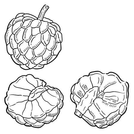 Dibujo de Una Chirimoya y Dos Medias Chirimoyas para Colorear