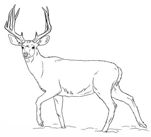 Dibujo de Ciervo Bsico para Colorear