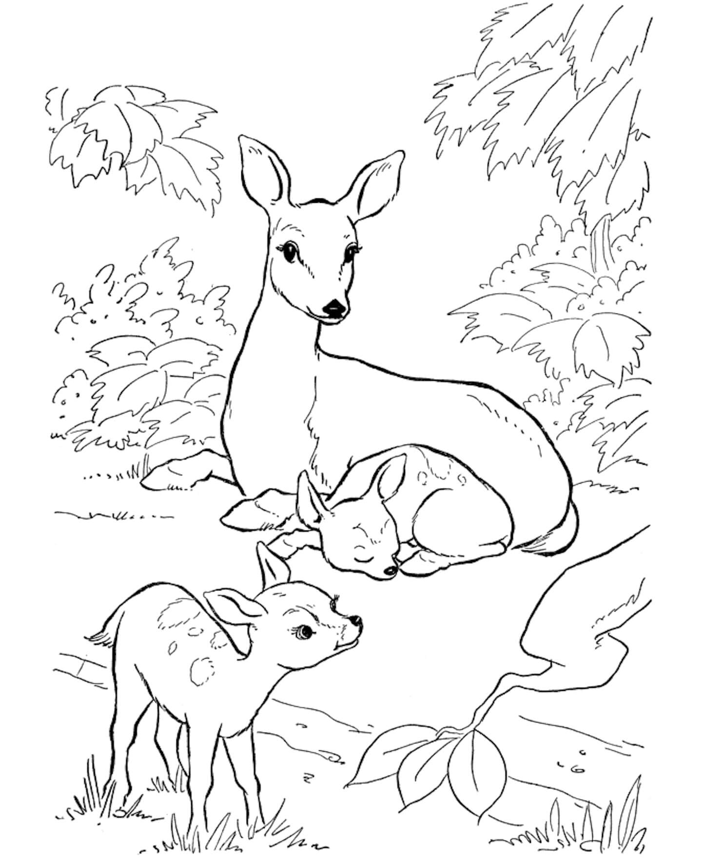 Dibujo de Ciervo Familiar para Colorear