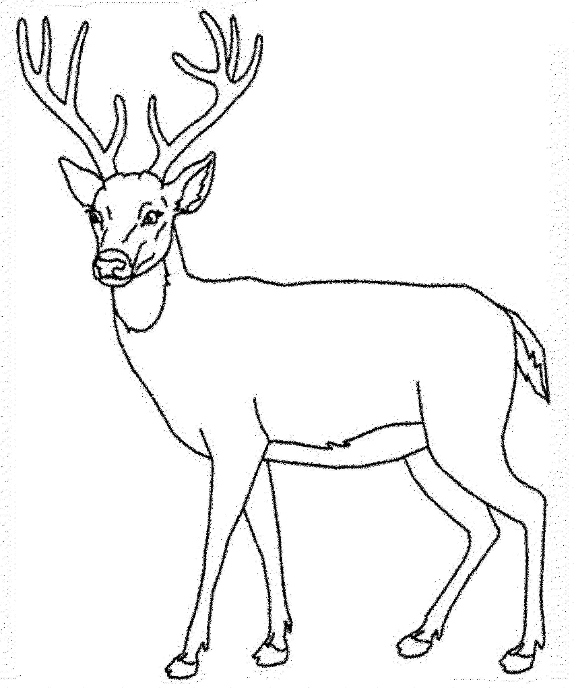 Dibujo de Ciervo Impresionante para Colorear