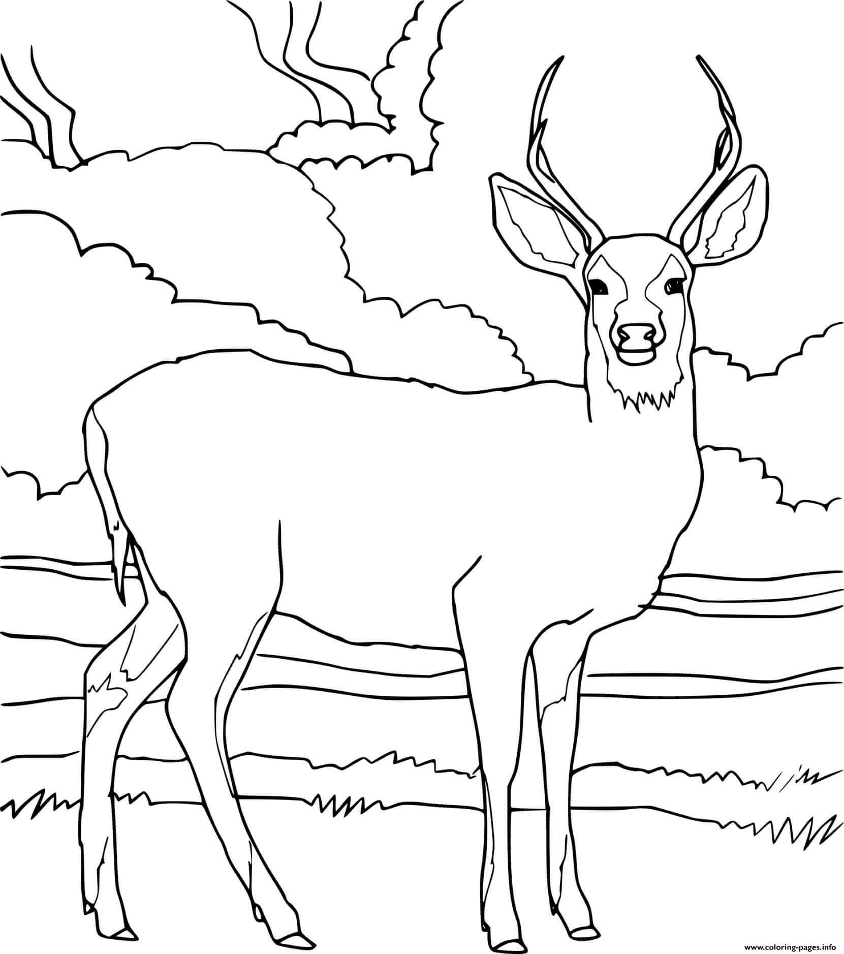 Dibujo de Ciervo Imprimible para Colorear