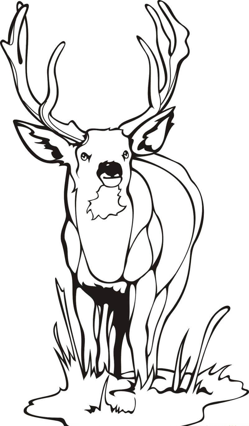 Dibujo de Ciervo Normal para Colorear