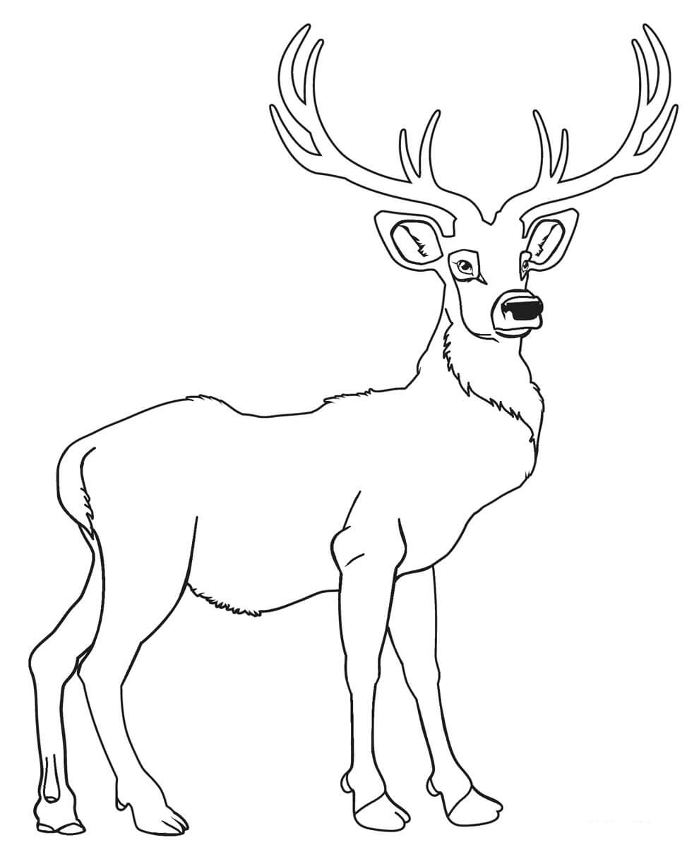 Dibujo de Ciervo Perfecto para Colorear