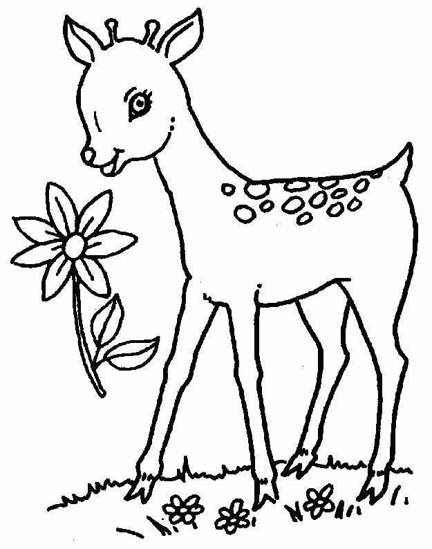 Dibujo de Ciervos y Flor para Colorear