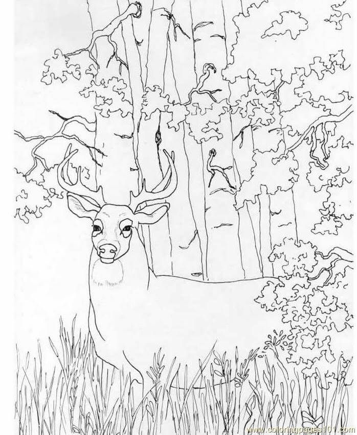 Dibujo de Venado de Cola Blanca en la Selva para Colorear