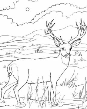 Dibujo de Venados Salvajes para Colorear