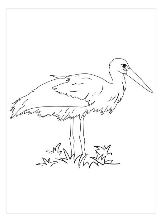 Dibujo de Cigea Perfecta para Colorear