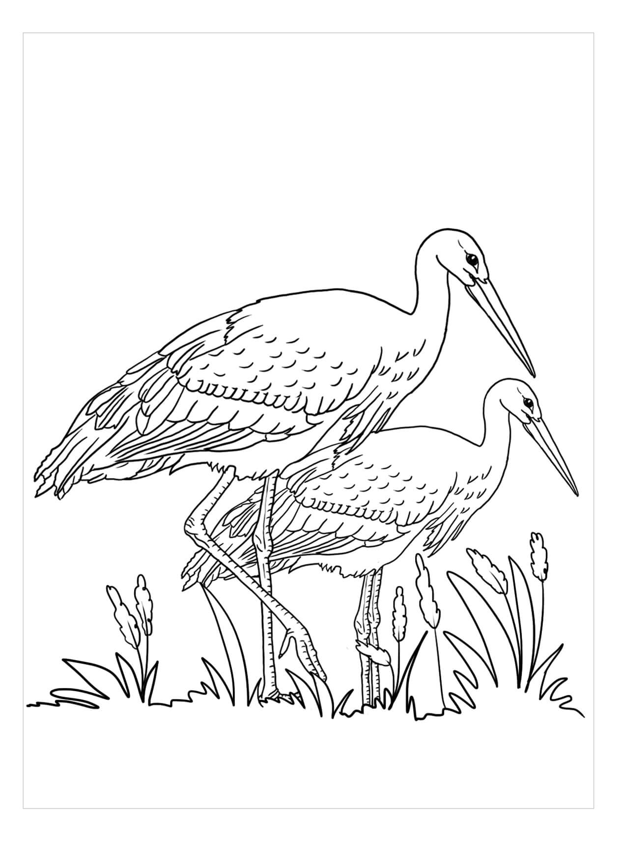 Dibujo de Dos Cigeas 1 para Colorear