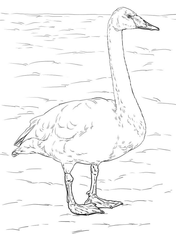 Dibujo de Cisne Cantor para Colorear
