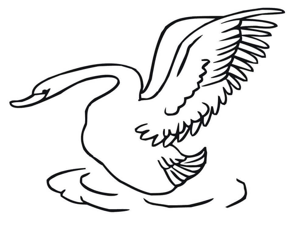 Dibujo de Cisne Despegando para Colorear