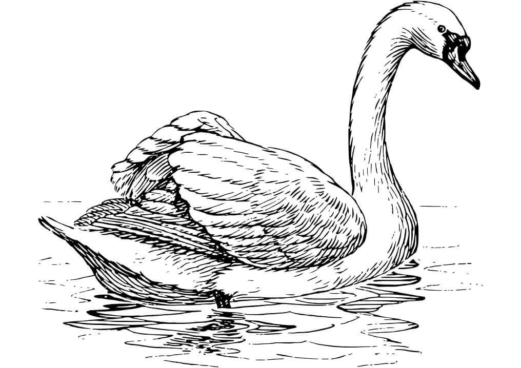 Dibujo de Cisne Flotante para Colorear