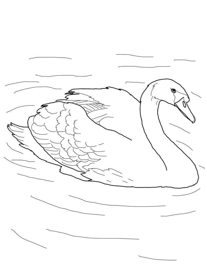 Dibujo de Cisne Mudo en un Estanque para Colorear