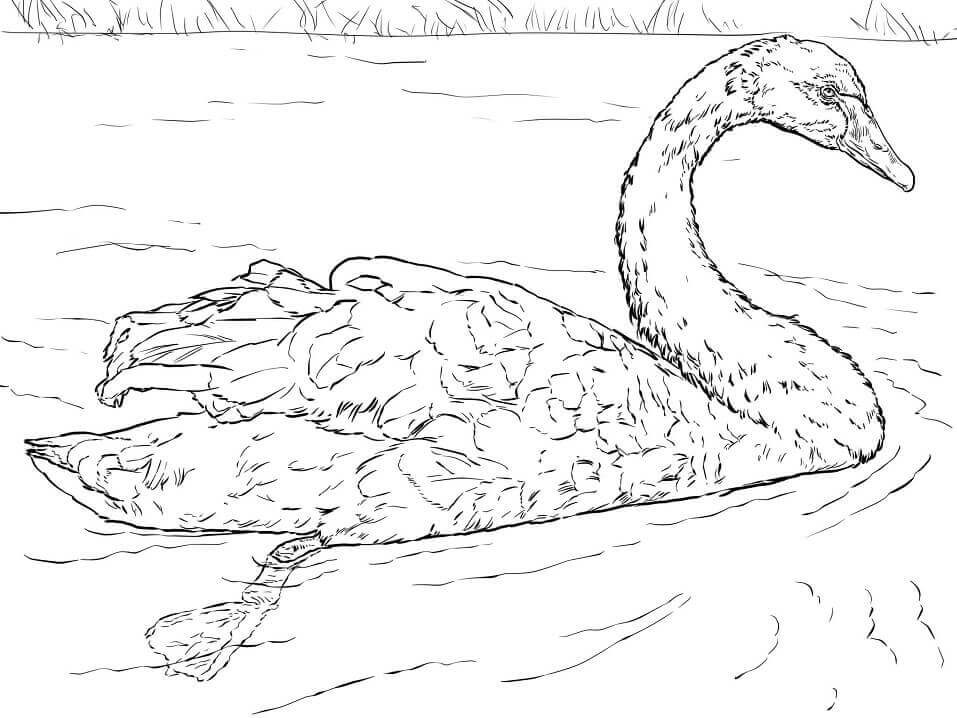 Dibujo de Cisne Negro para Colorear