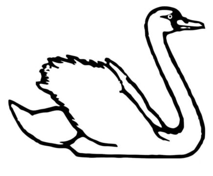Dibujo de Cisne Trompetista para Colorear
