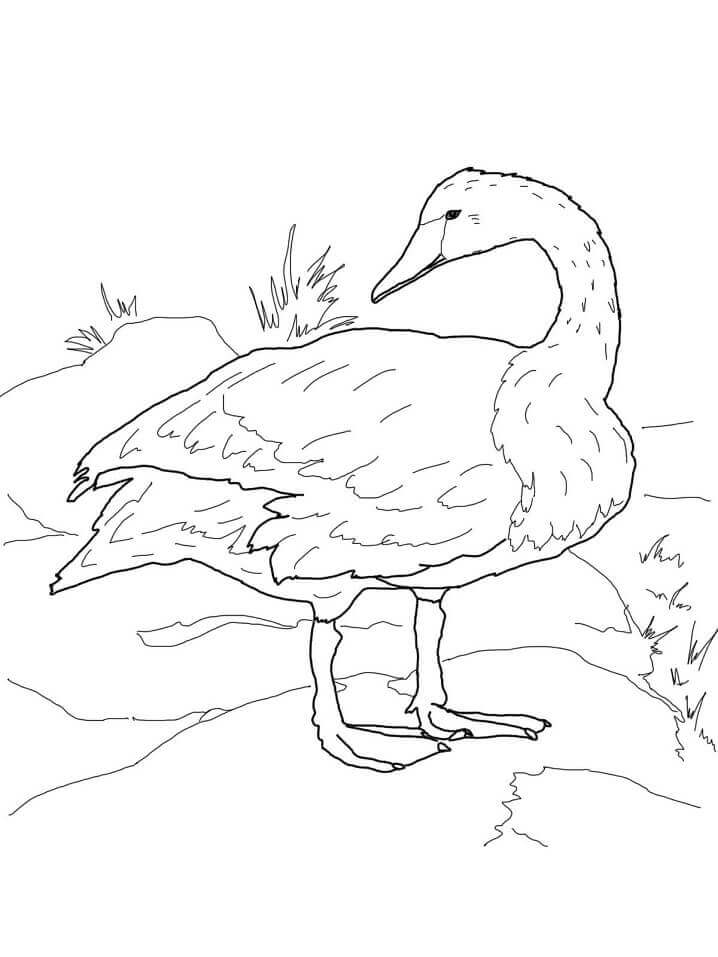 Dibujo de Cisne Trompetista en la Orilla para Colorear