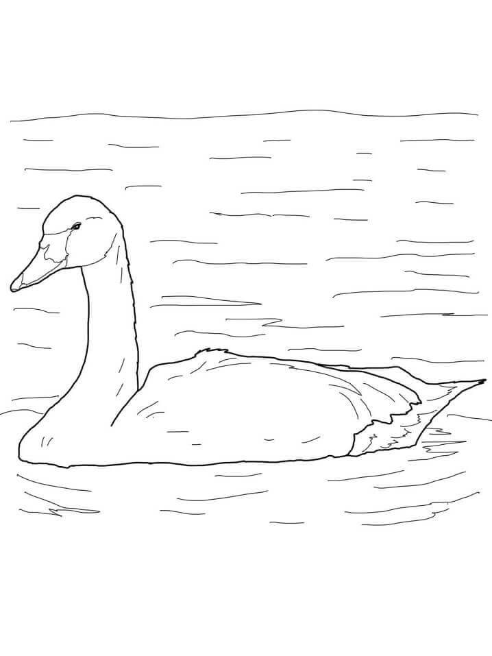 Dibujo de Cisne de Tundra Pjaro Rtico para Colorear