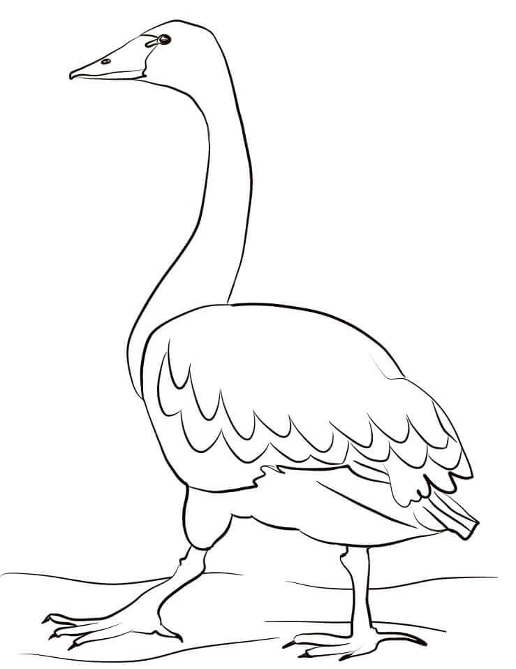 Dibujo de Cisne de Tundra para Colorear