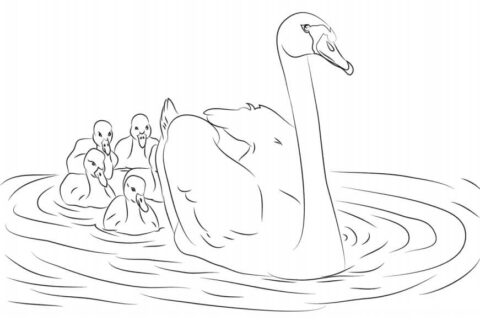 Dibujo de Cisne y Sus Pichones para Colorear