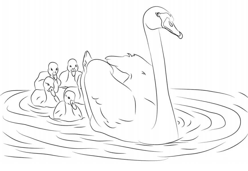 Dibujo de Cisne y Sus Pichones para Colorear