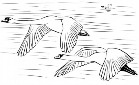 Dibujo de Cisnes Volando para Colorear