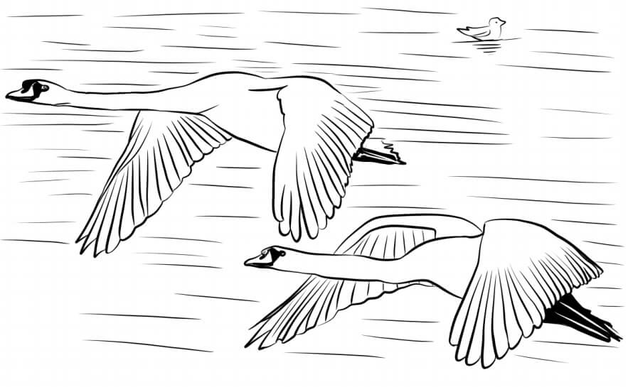 Dibujo de Cisnes Volando para Colorear
