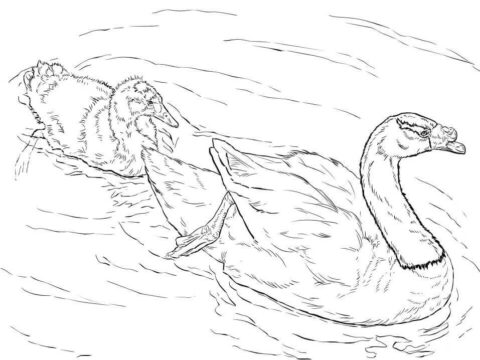 Dibujo de Cisnes de Cuello Negro para Colorear