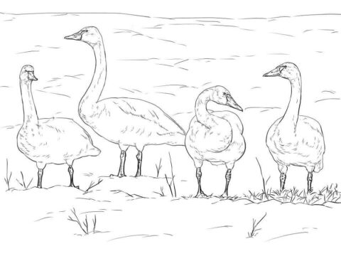 Dibujo de Cisnes de la Tundra para Colorear