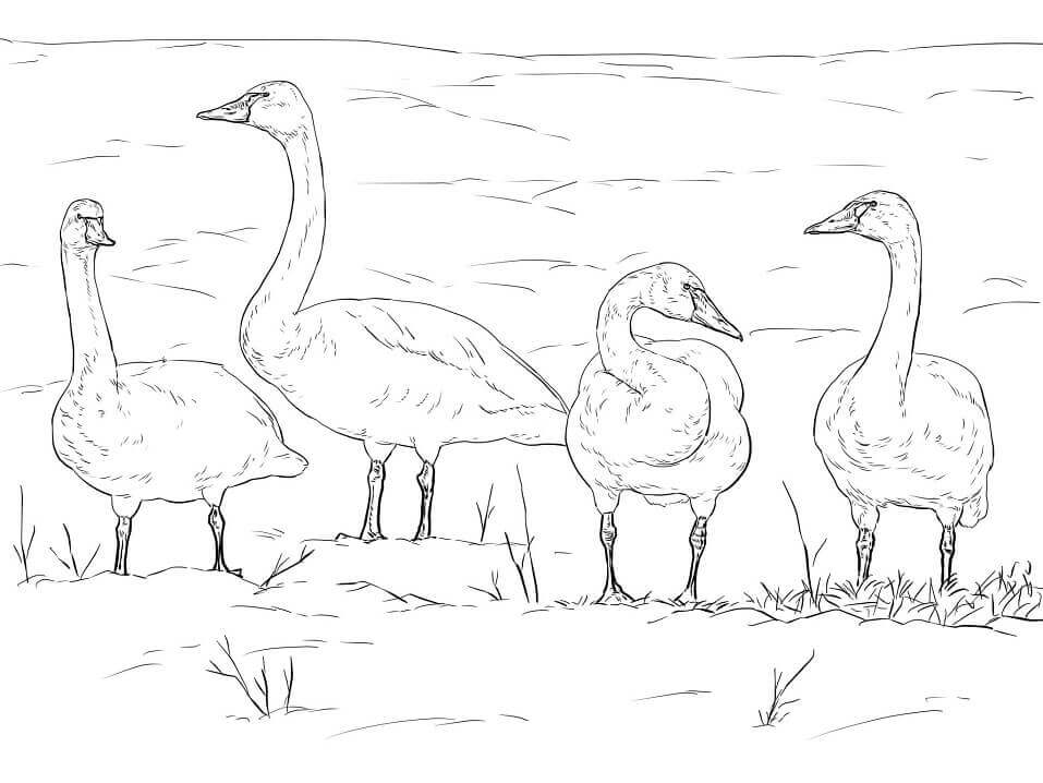Dibujo de Cisnes de la Tundra para Colorear
