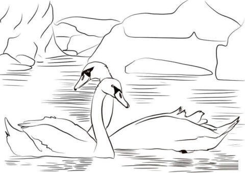Dibujo de Dos Cisnes para Colorear