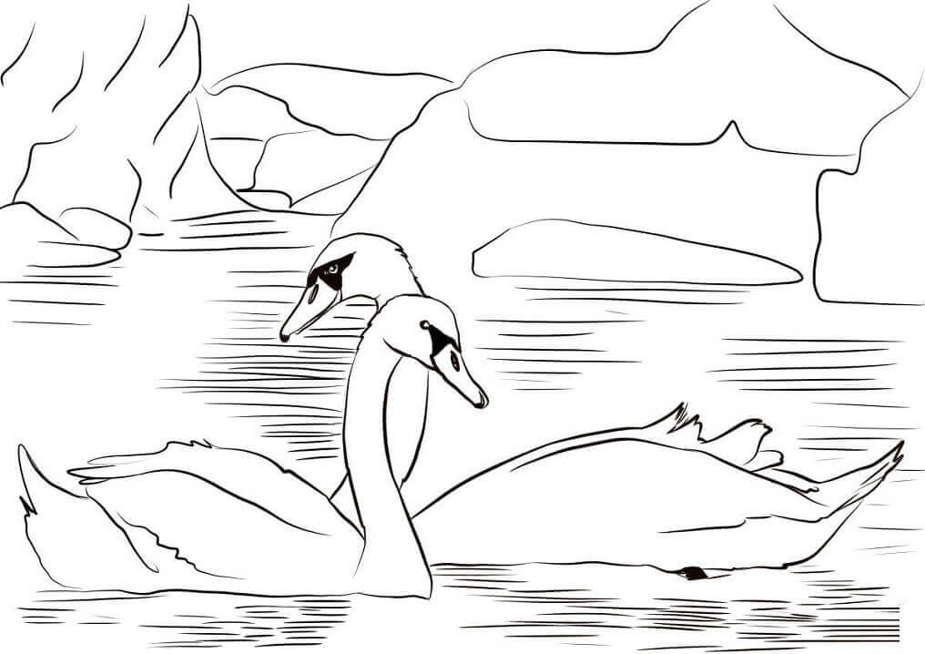 Dibujo de Dos Cisnes para Colorear