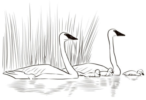 Dibujo de Familia de Cisnes para Colorear